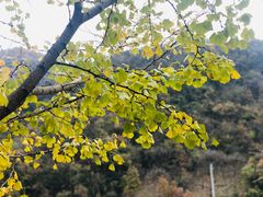 -千年银杏谷文化旅游区