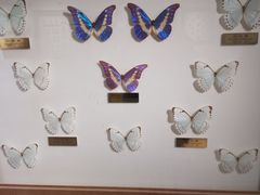 -上海昆虫博物馆