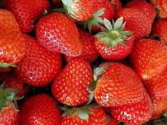 -小鱼草莓采摘园农家乐·小鱼餐厅