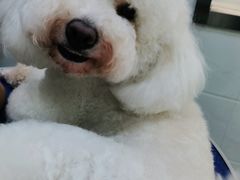 -佳雯宠物医院(金华南路分院)