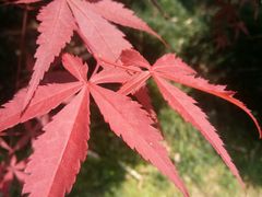 -南岳衡山风景名胜区-南岳大庙