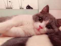 -李小姐の猫咖啡馆(五角场店)