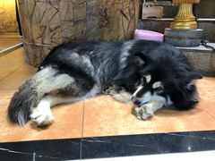 -more than meow吴止猫主题餐厅(承德 中船汇店)