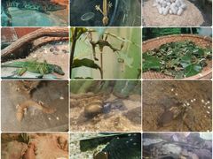 -上海大自然野生昆虫馆