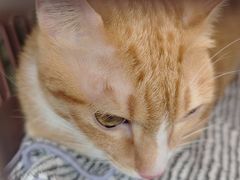 -瑞鹏宠物医院·骨科·猫科·内科(第一中心)