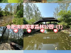 -合肥滨湖国家森林公园