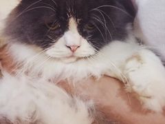 -李小姐の猫咖啡馆(五角场店)