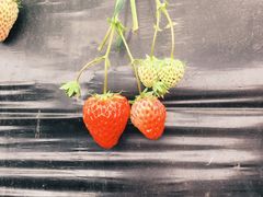 -胜丰草莓采摘园