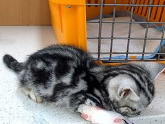 -联合动物医院(光谷诊疗中心)