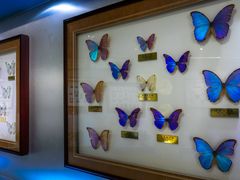 -上海昆虫博物馆