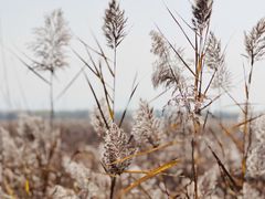 -野鸭湖国家湿地公园