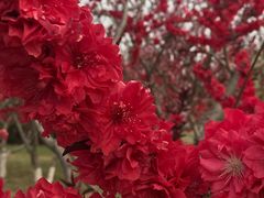 -永定河休闲森林公园