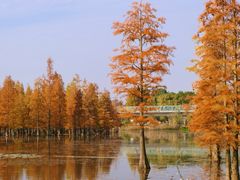-白鹭湾湿地公园