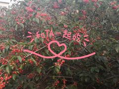 -北宅大永樱桃采摘基地(崂山总部)