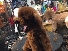 -Goku PET SHOP宠物视觉生活馆(双井店)