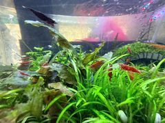 -溪岸路花鸟市场