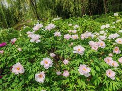 -洛阳市隋唐城遗址植物园
