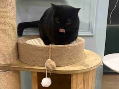 -安格丽娜·狗咖·猫咖羊驼咖(春熙路百盛商场店)