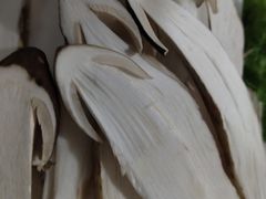 -野菌皇海景野生菌火锅(滨海大道店)