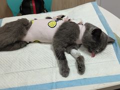 -恒幸动物医院·急重症转诊中心·神经内外科·CT核磁