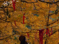 -遵化市禅林寺古银杏风景园