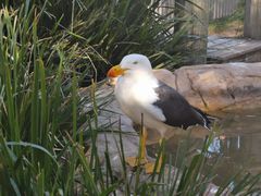 -费瑟代尔野生动物园