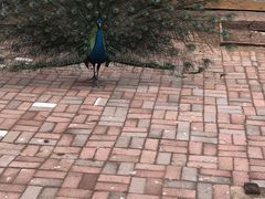 -长白岛森林公园