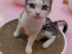 -爪爪喵星球·猫舍(前海卓越店)