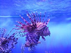 -太平洋海底世界