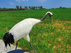 -盐城丹顶鹤湿地生态旅游区