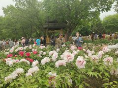 -黑龙江省森林植物园