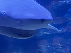 -烟台海昌鲸鲨海洋公园