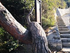 -金龙寺国家森林公园