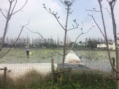 -上海长兴岛郊野公园