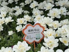 -荷兰花海