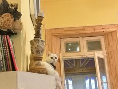 -猫色咖啡·猫咖