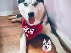 -Husky Go! 哈士奇体验馆·宠物咖啡厅狗咖