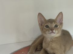 -青奢宠物·青奢猫舍