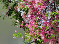 -深圳国际园林花卉博览园