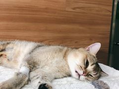 -爱侣宠医·鹦鹉专科·小型哺乳类·异宠专科(灵石路店)