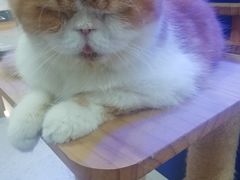 -喵园·猫主题咖啡厅·撸猫·猫咖(国贸店)