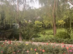 -大望京公园