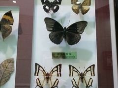 -上海昆虫博物馆
