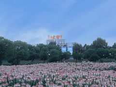 -荷兰花海