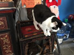 -Anne猫窝咖啡屋
