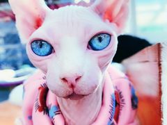 -猫小院猫主题咖啡厅(北锣店)