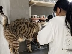 -Cappucimeow猫咪咖啡馆(韦伯时代店)