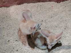 点击看大图 -Zoolung Zoolung动物主题公园(海信广场店)