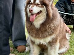 -上海神旺大酒店