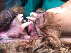 -爱妮康宠物医院·干细胞免疫细胞·肿瘤·心脏(张江店)